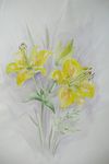 Aquarell,42x30 (1)